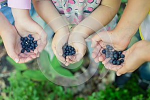 Freshly picked wild blueberries in childrenÃ¢â¬â¢s hands